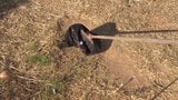 sweeping soil with black pencil skirt snapshot 2