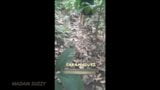 Gran culo esposa doggystyle en jungle - arriesgado sexo al aire libre snapshot 5