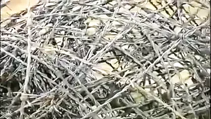 172 BDSM slave | xHamster