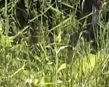 Knubbig tysk dam får en laddad pecker djupt inuti sin muff utomhus snapshot 5