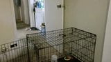Put doggy in cage snapshot 2