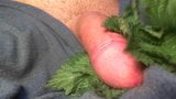 Intense CLOSE UP Cock torture with nettles end with cum snapshot 6