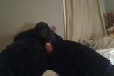 gorilla wanking snapshot 3