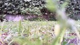 Vídeo de esmagamento excelente em um jardim público sendo pisoteado snapshot 1