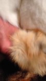 White and red fox fur stroke snapshot 2