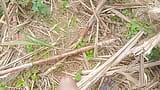 Land urine in sugarcane field hand and job mudhe mare snapshot 4