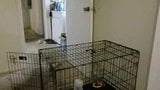 Put doggy in cage snapshot 1