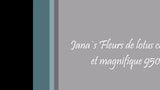 Fleurs de lotus celestes et magnifique 950 snapshot 1