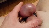 Elastrated Balls - Elastratorband um Eier und Cum snapshot 1