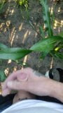 the farmer's wife asked to inject extra vitamin in the corn field,he was a bit shy snapshot 5