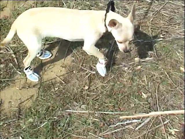 Musulmon jinsiy porno