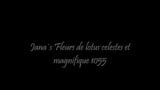 Fleurs de lotus celestes et magnifique 1055 snapshot 1