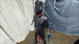 Rubberen pup training snapshot 3