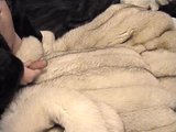 Blue fox fur coat cum shot snapshot 9