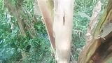 Nature Sex.. Sex With Banana Tree .. PART 2 snapshot 2