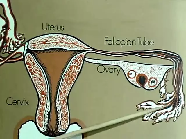 Love Variations 1971: Vintage Porn