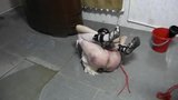 Sissy-slave tightly tied snapshot 5