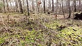 Vaina golpeando la mesa en el bosque snapshot 1