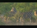 PIC NIC dans la faune africaine snapshot 1