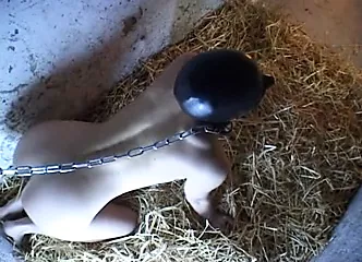 Hooded slave kept in a barn, chained and used
