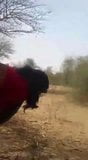 village bhabhi has sex in jungle snapshot 1