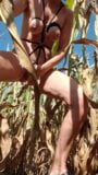 Corn field squirt and lots dripping snapshot 7