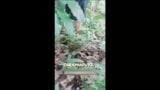 Doggystyle istri pantat besar di hutan – seks luar ruangan yang berisiko snapshot 3