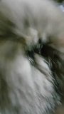 Coyote fur masturbation snapshot 1