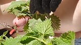 Nettles cock torture 2024 snapshot 3