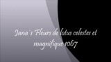 Fleurs de lotus celestes et magnifique 1067 snapshot 1