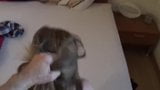 Follando a mi perra alemana estilo perrito (clip corto) snapshot 6