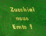 Zucchini neue Ernte snapshot 1