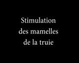 Stmulation des mamelles de la truie stimulation of the teats snapshot 1
