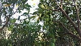 Landbouw Bos Mango boom homo romantische video in Hindi taal snapshot 7