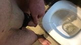 Close up pissing while my cock Is tied tight snapshot 2