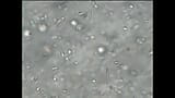 Sexdoll Creampie  Stand Fuck Masturbation  with Sperm under the Microscope snapshot 15