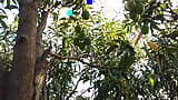 Landbouw Bos Mango boom homo romantische video in Hindi taal snapshot 8