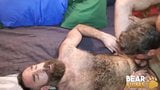 Bearfilms urso ale tedesco peludo filhote rouba peludo snapshot 9