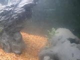 my baby turtles swimming in fish tank with goldfish snapshot 1