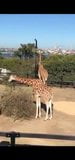 Australische Schulmädchen machen eine Zoo-Reise snapshot 2