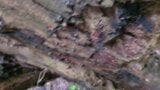 Got wood snapshot 1