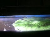 my baby turtles swimming in fish tank with goldfish snapshot 8