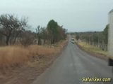 Afrikaanse safari buitenshuis neuken snapshot 3