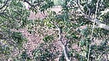 Landbouw Bos Mango boom homo romantische video in Hindi taal snapshot 2