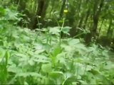 Blowjob in the woods with two whores snapshot 11