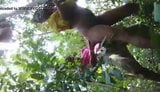 Vídeo de sexo na floresta snapshot 4