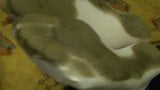 Dirty white nylon socks II snapshot 13