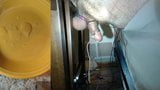 Estim milking snapshot 14