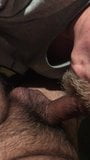 Un ourson poilu se fait sucer par son père snapshot 8