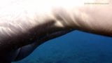 Tenerife onderwater zwemmen hete gember snapshot 9